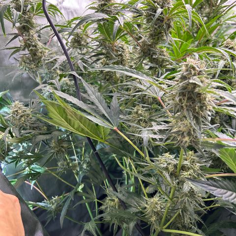 Mephisto Skylar White growlog timeline photo