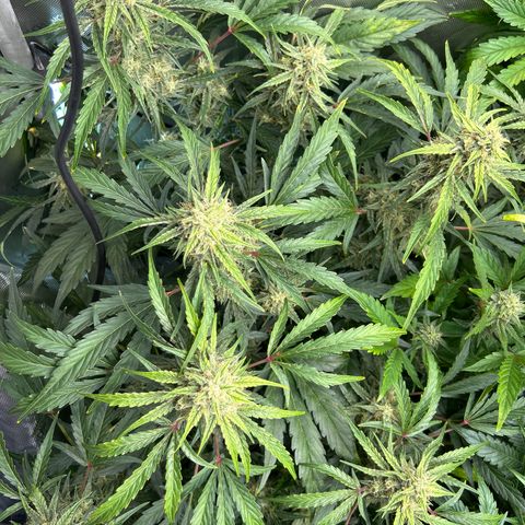 Mephisto Skylar White growlog timeline photo