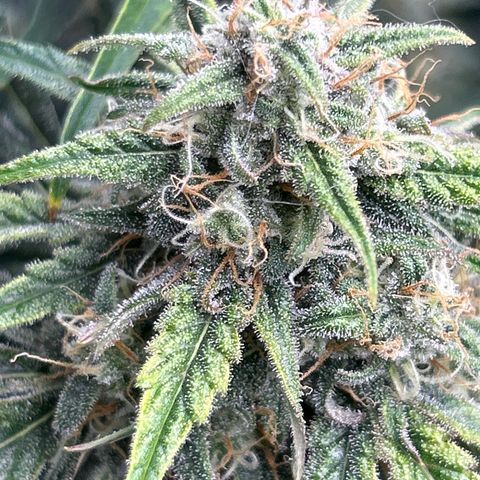 Mephisto Skylar White growlog timeline photo