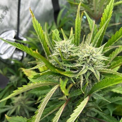 Mephisto Illuminauto #81 Petrol Punch growlog timeline photo