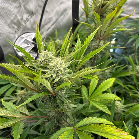 Mephisto Illuminauto #81 Petrol Punch growlog timeline photo