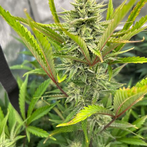 Mephisto Illuminauto #81 Petrol Punch growlog timeline photo