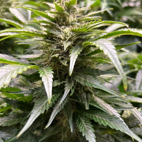 Mephisto Heisenberg Special growlog timeline photo