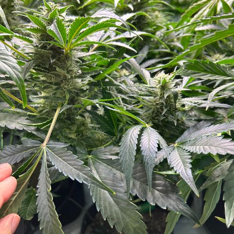 Mephisto Heisenberg Special growlog timeline photo