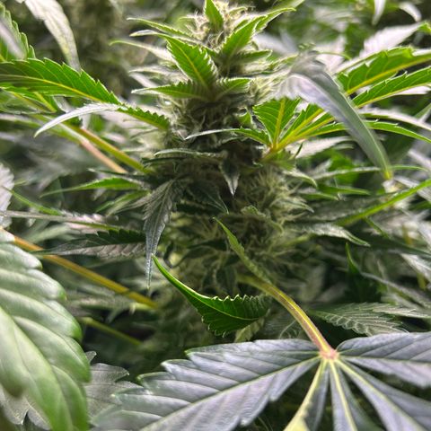 Mephisto Heisenberg Special growlog timeline photo
