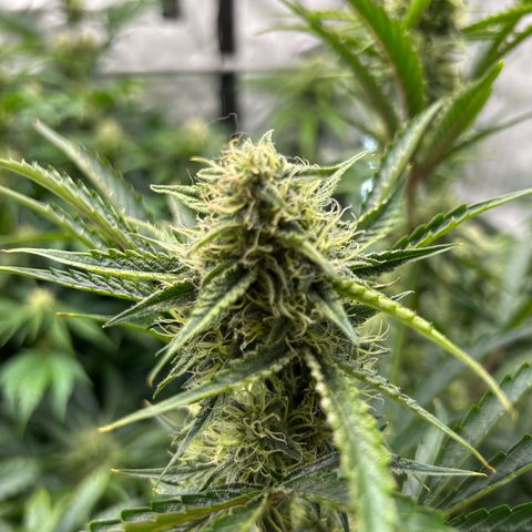 Mephisto 3wok OG growlog timeline photo