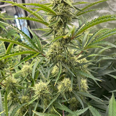 Mephisto 3wok OG growlog timeline photo