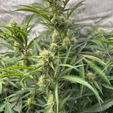 Mephisto 3wok OG growlog timeline photo