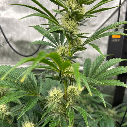 Mephisto Illuminauto #61 White Crème growlog timeline photo