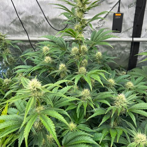 Mephisto Illuminauto #61 White Crème growlog timeline photo