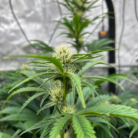 Mephisto Illuminauto #61 White Crème growlog timeline photo