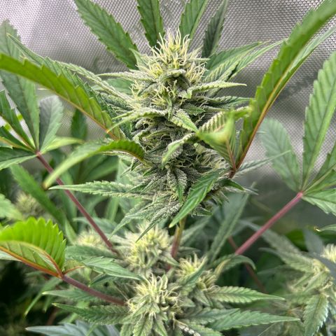 Mephisto Illuminauto #58 Funky Mangifera growlog timeline photo