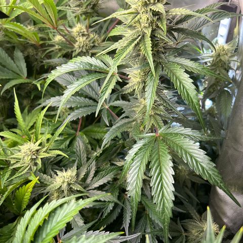 Mephisto Illuminauto #58 Funky Mangifera growlog timeline photo