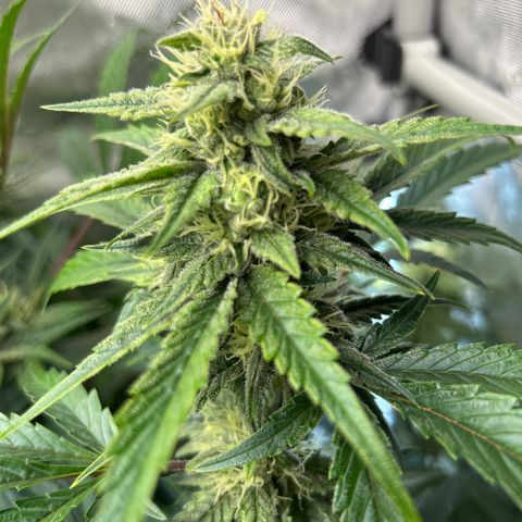 Mephisto Illuminauto #58 Funky Mangifera growlog timeline photo