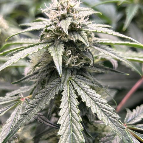 Mephisto Beary White growlog timeline photo