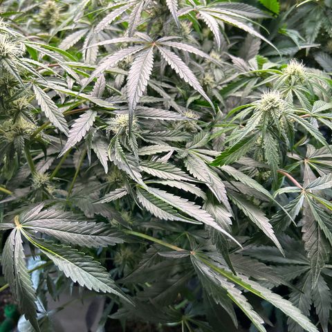 Mephisto Beary White growlog timeline photo