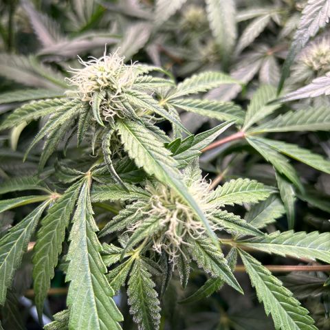 Mephisto Beary White growlog timeline photo