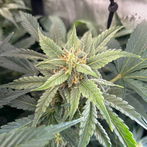 Mephisto Orange Biscuits growlog timeline photo