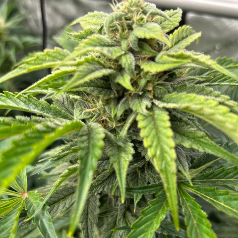Mephisto Orange Biscuits growlog timeline photo