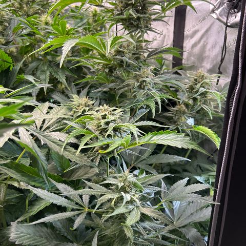 Mephisto Orange Biscuits growlog timeline photo