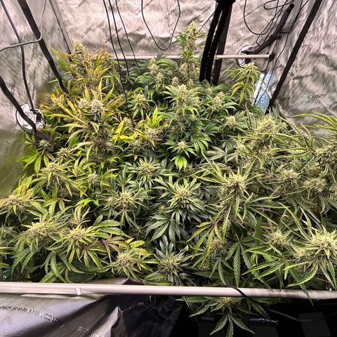 Mephisto Orange Biscuits growlog timeline photo