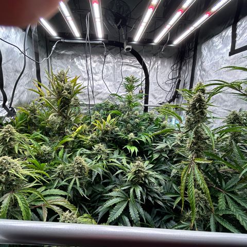 Mephisto Orange Biscuits growlog timeline photo