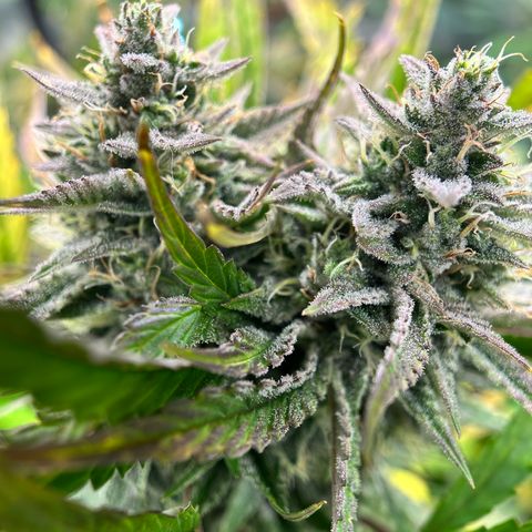Mephisto Illuminauto #81 Petrol Punch growlog timeline photo