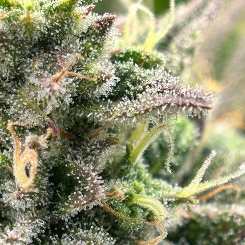 Mephisto Illuminauto #81 Petrol Punch growlog timeline photo