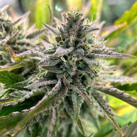 Mephisto Illuminauto #81 Petrol Punch growlog timeline photo
