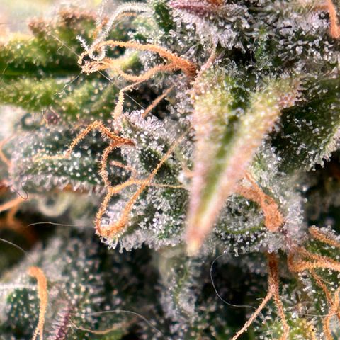 Mephisto Skylar White growlog timeline photo