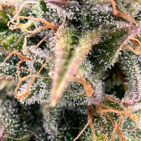 Mephisto Skylar White growlog timeline photo