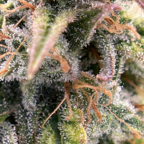 Mephisto Skylar White growlog timeline photo