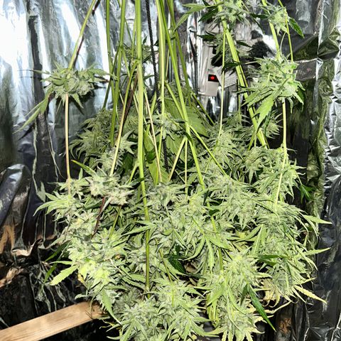 Mephisto Skylar White growlog timeline photo