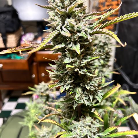 Mephisto Illuminauto #81 Petrol Punch growlog timeline photo