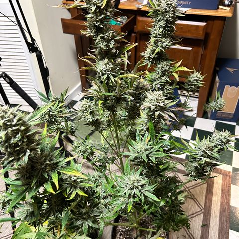 Mephisto Illuminauto #81 Petrol Punch growlog timeline photo