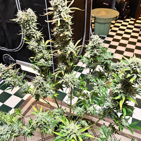 Mephisto Illuminauto #81 Petrol Punch growlog timeline photo