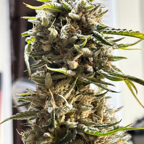 Mephisto 3wok OG growlog timeline photo