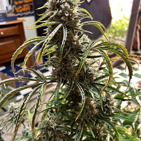 Mephisto 3wok OG growlog timeline photo