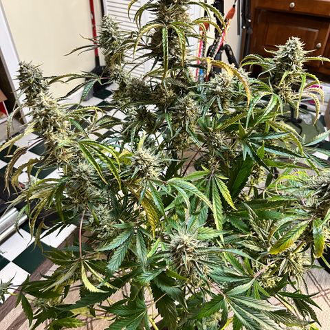 Mephisto 3wok OG growlog timeline photo
