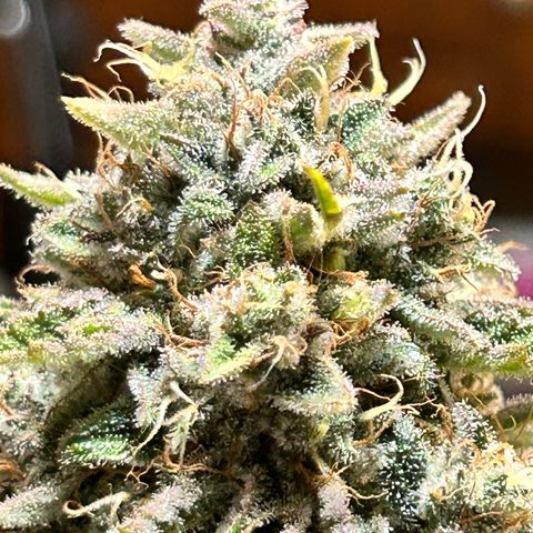 Mephisto 3wok OG growlog timeline photo