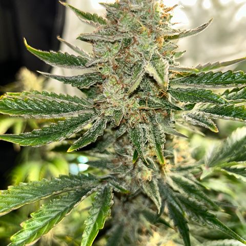 Mephisto Illuminauto #61 White Crème growlog timeline photo