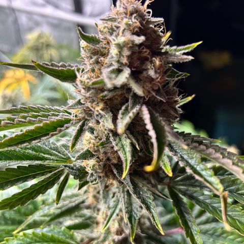 Mephisto Illuminauto #61 White Crème growlog timeline photo