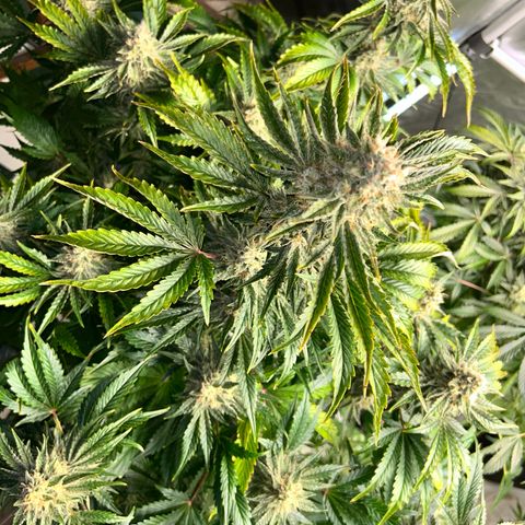Mephisto Illuminauto #61 White Crème growlog timeline photo