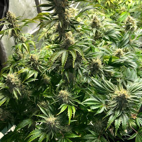 Mephisto Illuminauto #61 White Crème growlog timeline photo