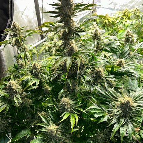 Mephisto Illuminauto #61 White Crème growlog timeline photo