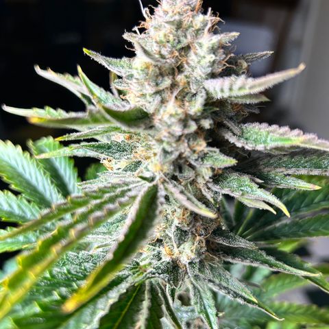 Mephisto Illuminauto #61 White Crème growlog timeline photo