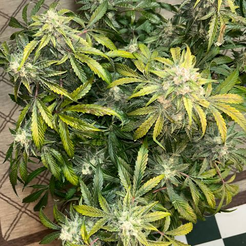 Mephisto Beary White growlog timeline photo