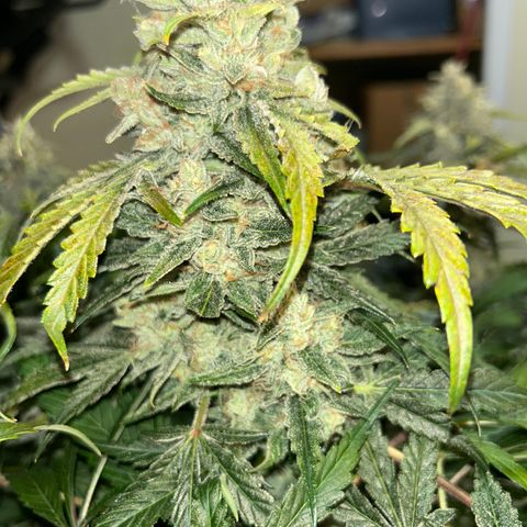 Mephisto Beary White growlog timeline photo