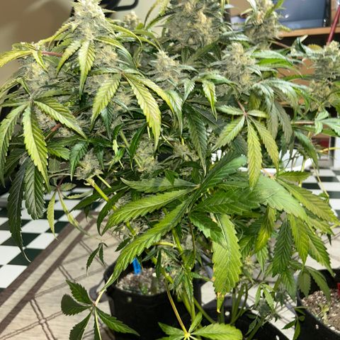 Mephisto Beary White growlog timeline photo