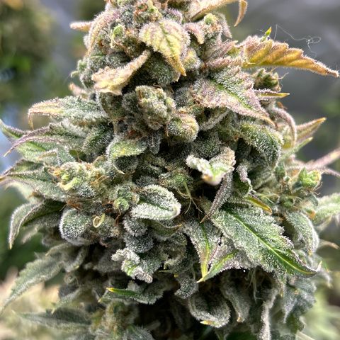 Mephisto Orange Biscuits growlog timeline photo